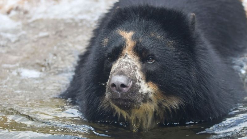 NextImg:Andean bear breaks out of enclosure at St. Louis zoo -- again | CNN