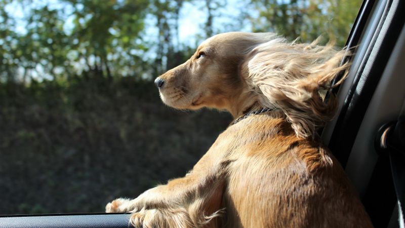 Dog car window clearance cover