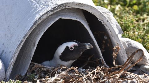 African penguins protect their eggs in artificial nests.