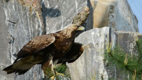 The endangered golden eagle lives in the DMZ and its surrounding civilian border areas.