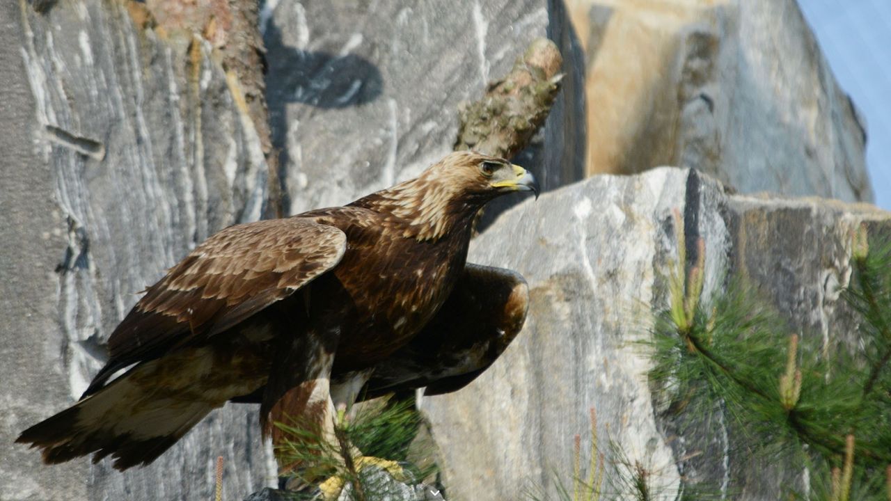 The endangered golden eagle often winters in the civilian access control line of Paju and Cheorwon. 