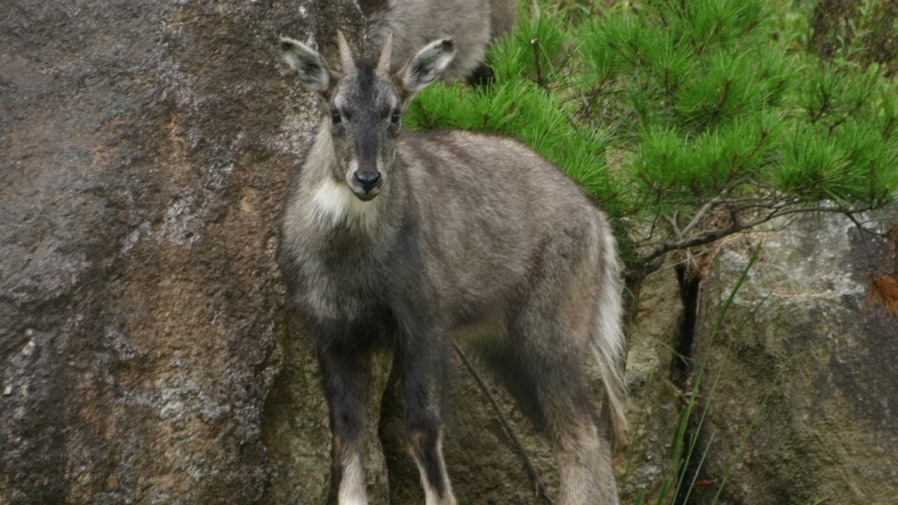 Mountain goats mainly live in the rocky, mountainous areas around the DMZ. 