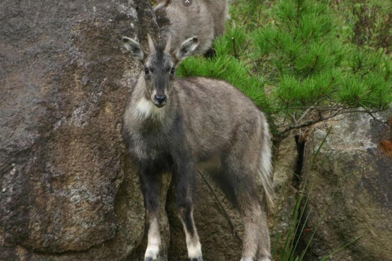 Mountain goats mainly live in the rocky, mountainous areas around the DMZ. 