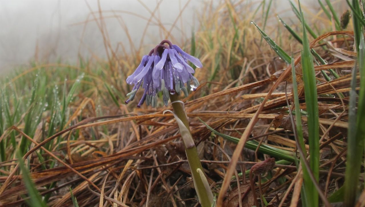 The Heloniopsis tubiflora fuse, a plant endemic to South Korea, pictured in Yongneup in the DMZ.