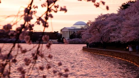 The cherry trees on March 23, two days before peak bloom last year. Tourists from around the world descend on the Tidal Basin each year to enjoy the photogenic show these trees put on. 