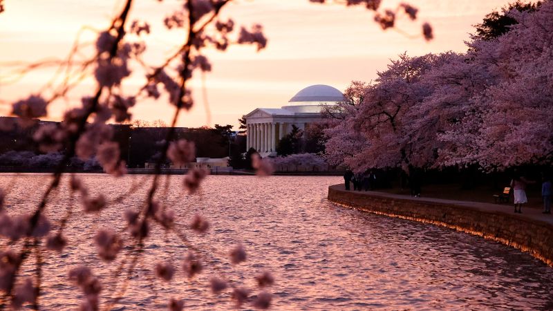 DC’s iconic cherry trees could hit a record-early peak bloom as temperatures soar | CNN