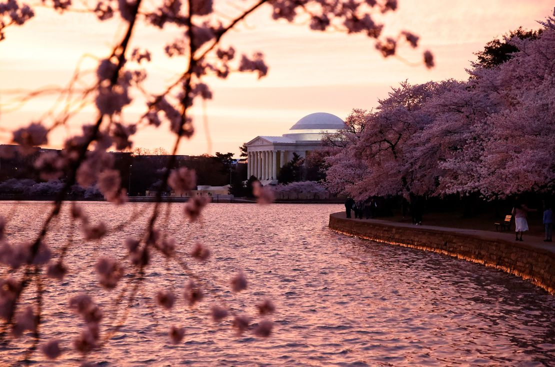 The cherry trees on March 23, two days before peak bloom last year. Tourists from around the world descend on the Tidal Basin each year to enjoy the photogenic show these trees put on. 