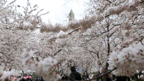 A photo of last year's cherry blossoms at the Tidal Basin on March 26, 2022.