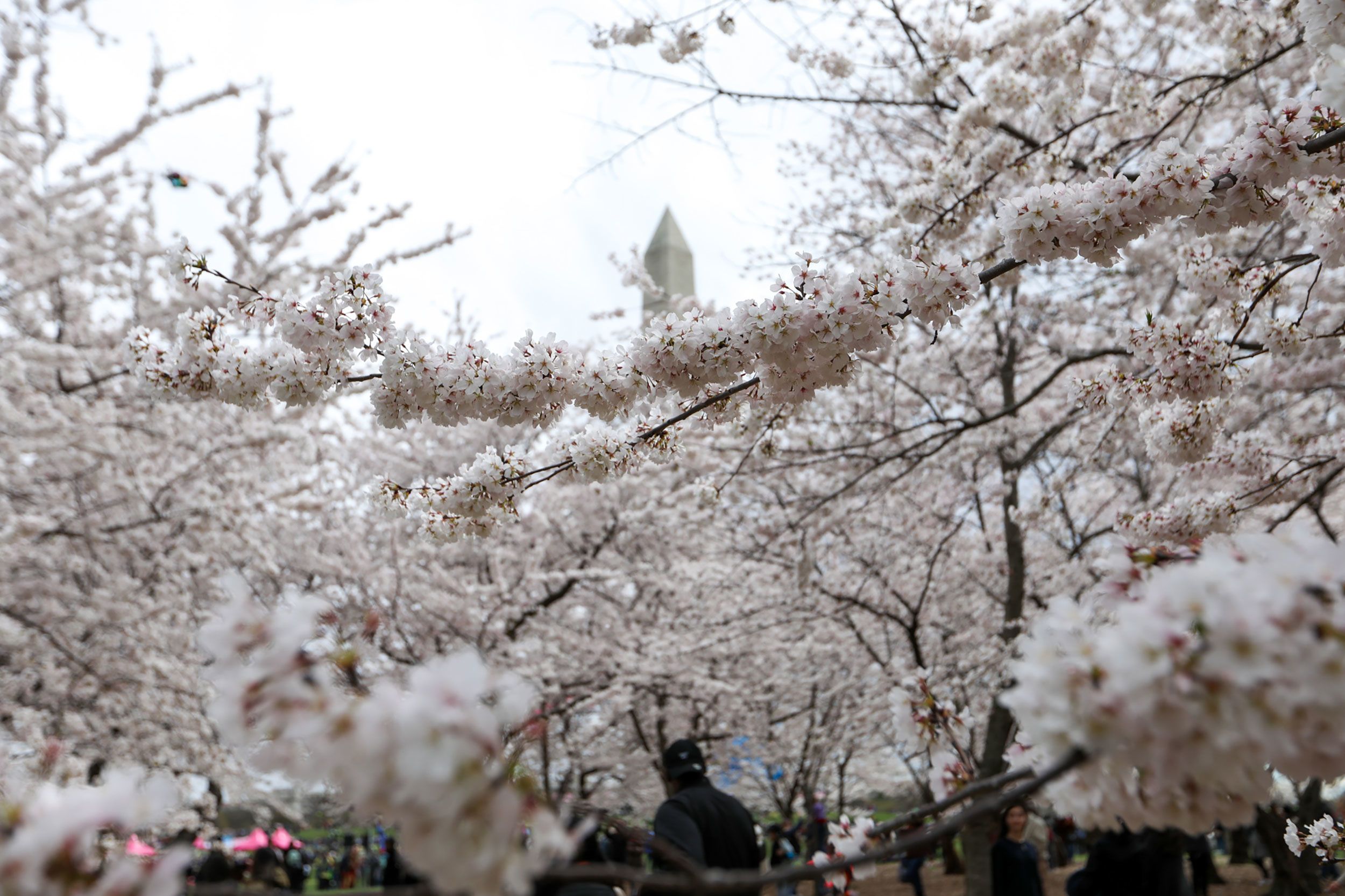 Blooms or bust: How weather can affect DC's cherry blossoms