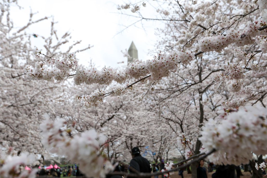 A photo of last year's cherry blossoms at the Tidal Basin on March 26, 2022.