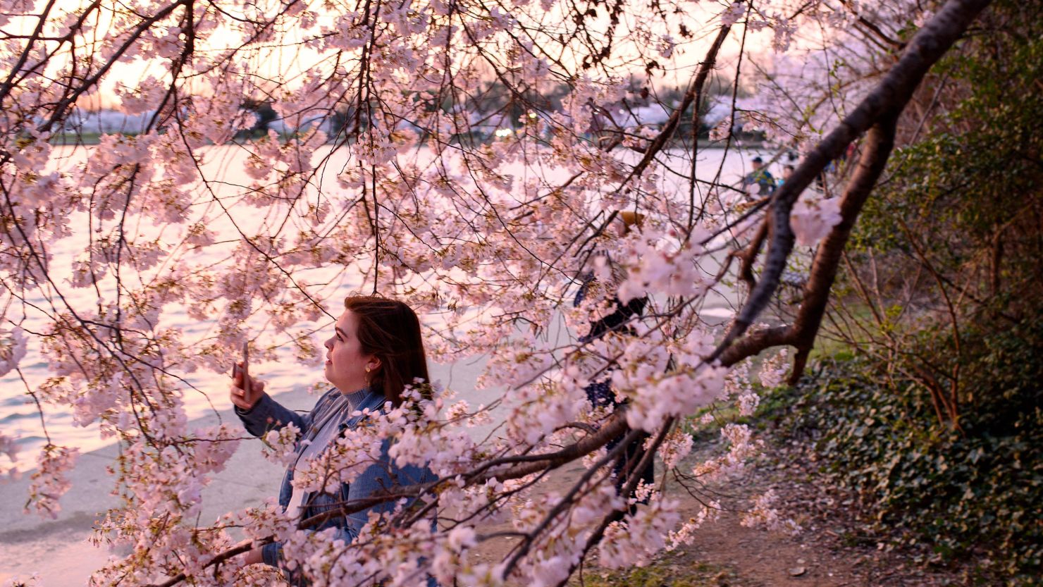 A woman takes pictures of cherry blossoms last year as the sun rises at the Tidal Basin on March 23, 2022. This year's peak bloom could be well ahead of schedule thanks to unseasonably warm temperatures.