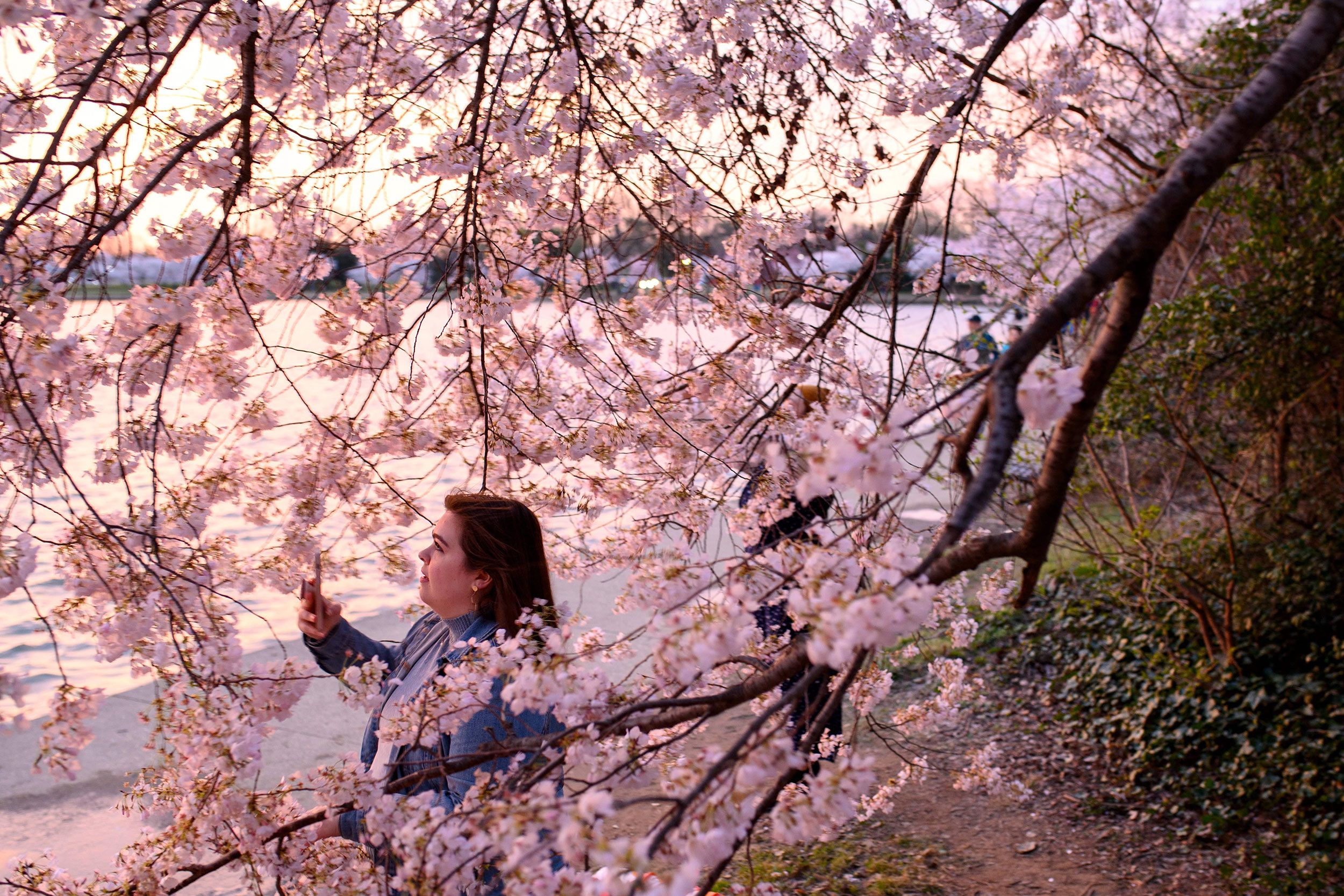 Here's When Washington, D.C. Cherry Blossoms Will Be at Their Peak