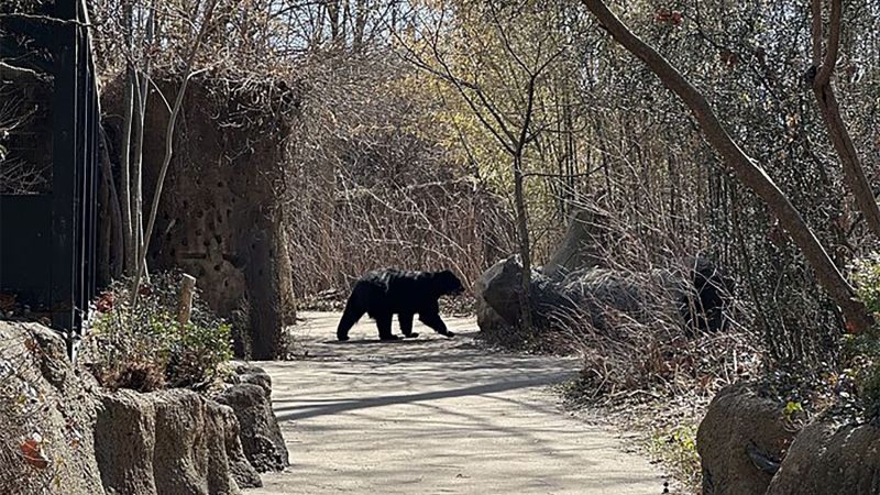 St Louis Bears