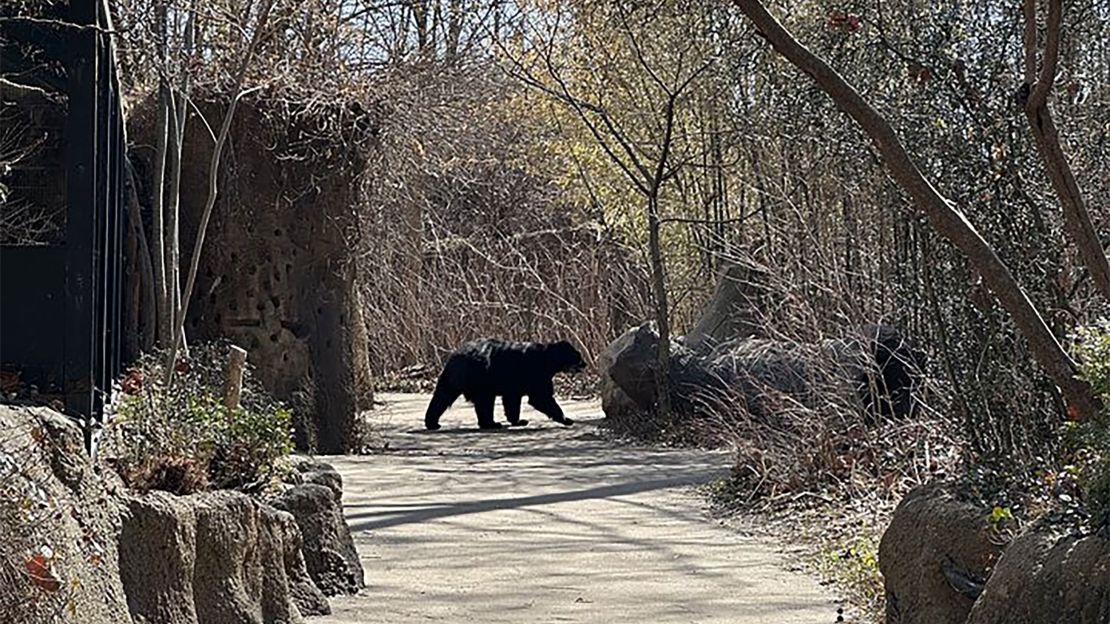 A visitor at the Saint Louis Zoo saw Ben, the bear, strolling down a paved path sniffing rocks along the way