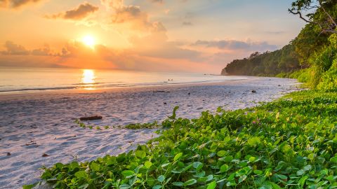 Vegetasi subur berbatasan dengan Pantai Radhanagar di Pulau Havelock di India.  Itu No. 7 di daftar global tahun ini.