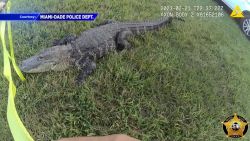 miami-dade police bodycam alligator