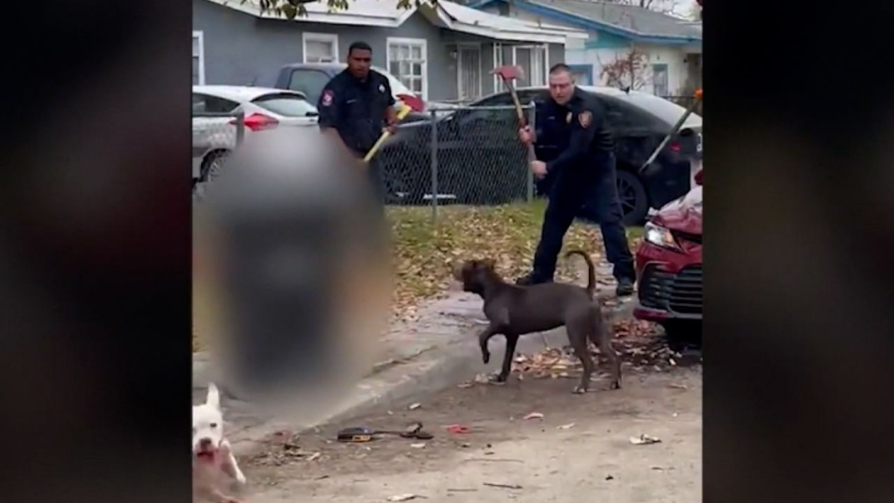 San Antonio dog attack leaves 81yearold man dead, police say CNN
