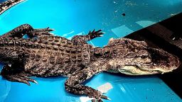 The emaciated, lethargic alligator discovered in New York City's Prospect Park lake had swallowed a bathtub stopper, according to the Bronx Zoo. The zoo is continuing to provide treatment for the animal.