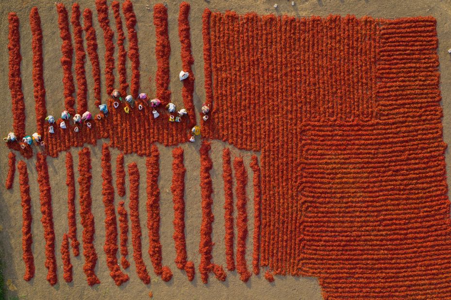 An aerial shot by George Steinmetz shows sun-dried red chilis being sorted on a family farm near Guntur, in India's Andhra Pradesh state.