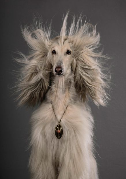German photographer Julia Christe was shortlisted in the wildlife and nature category for her animal portraits.