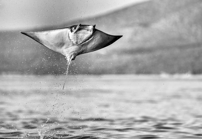 A shortlisted image by American underwater photographer and diver Martin Broen.