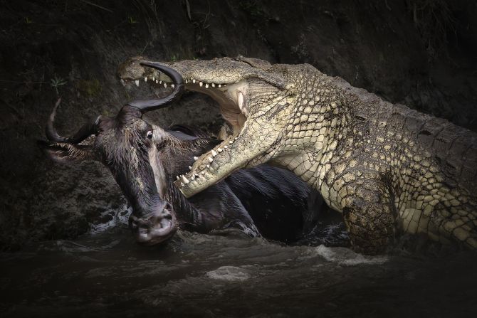 This striking image, by Canadian photographer Zhu Zhu, was shortlisted in the wildlife and nature category.