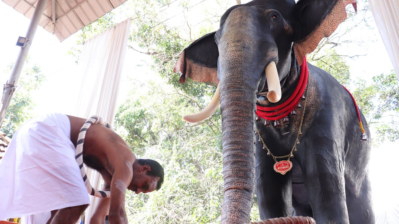 A temple in southern India inaugurated a robotic elephant on February 26, 2023, after activists cautioned the cruel practices involved when training animals for religious ceremonies. 