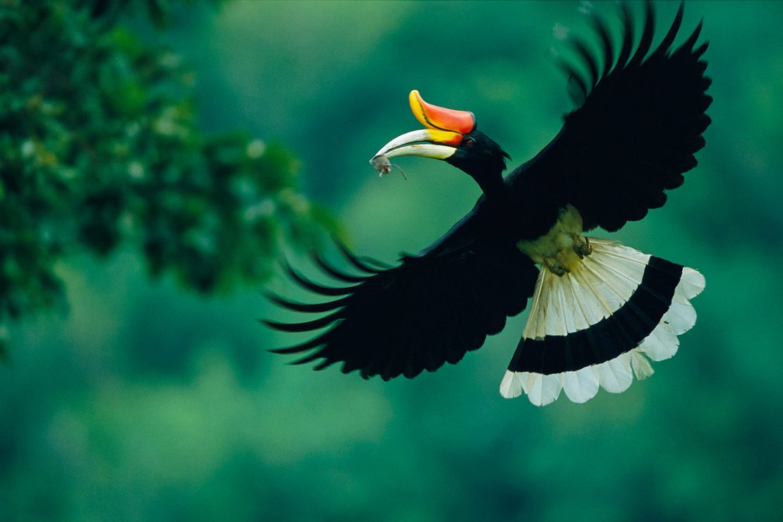 Laman's dynamic photos give an insight into how birds live and move -- such as this rhinoceros hornbill carrying a mouse to its nest in Thailand. 