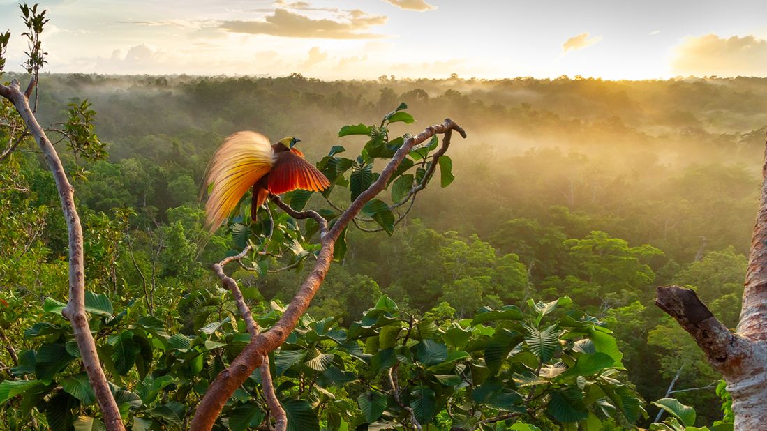 One of Laman's favorite photographs is of a Greater bird-of-paradise at sunrise in New Guinea, Indonesia. It became the face of a successful protest by local conservationists to prevent parts of the rainforest being turned into sugarcane plantations. "If we protect the habitat for the birds, then everything else in that rainforest and Aru is also going to benefit," says Laman.
