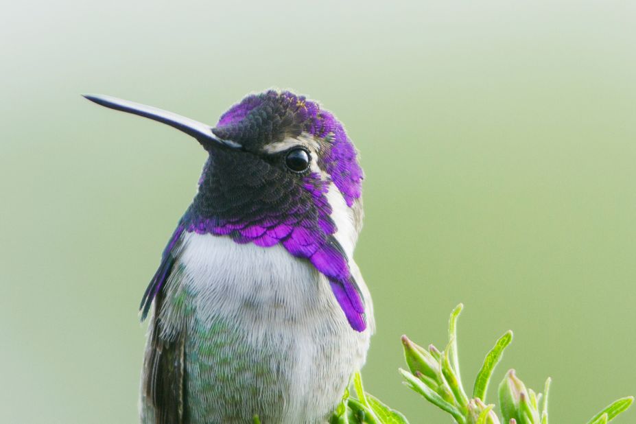 In Coachella Valley, California, Laman captured a close-up portrait of Costa's hummingbird. He spent hours watching the hummingbird return to its favorite perch to rest, and moved closer until he was within six feet of the tiny bird. 