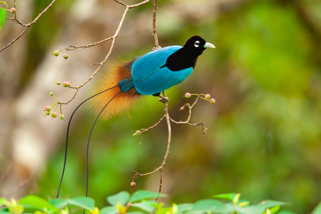 This rare blue bird-of-paradise is foraging on its favorite tree in the Tari Valley in Papua New Guinea.
