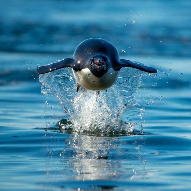 "When you freeze a bird in flight, or a bird taking off or displaying, you capture a moment in time that most people don't see," says Laman. On one of his five trips to Antarctica, he captured this Adélie penguin "porpoising," a behaviour which allows it to catch a breath and look for where to land as it leaps in and out the water. 