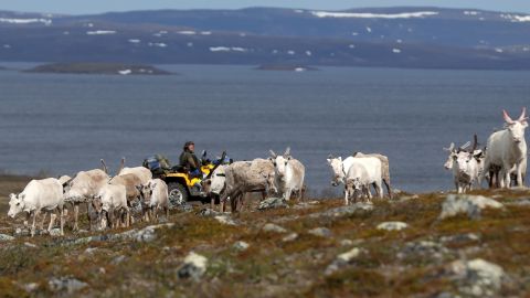 Sami reindeer herder Nils Mathis follows a herd of reindeer across the Finnmark plateau, Norway.