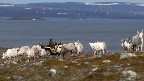 Sámi reindeer herder Nils Mathis Sara follows a herd of reindeer on the Finnmark Plateau, Norway.