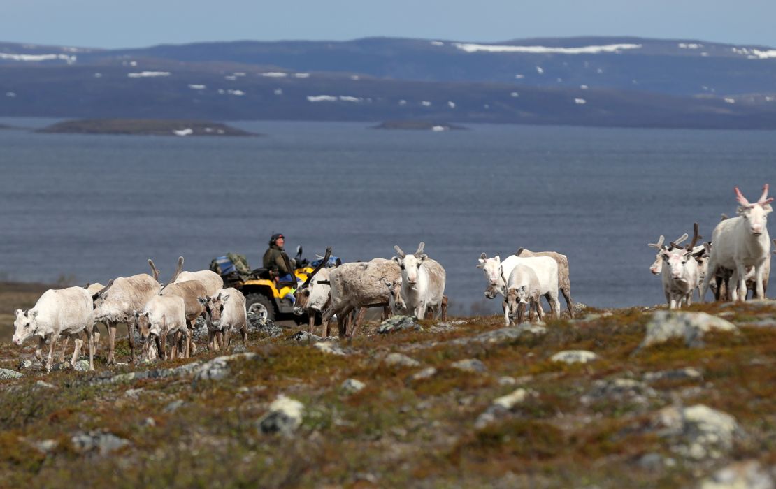 Sámi reindeer herder Nils Mathis Sara follows a herd of reindeer on the Finnmark Plateau, Norway.