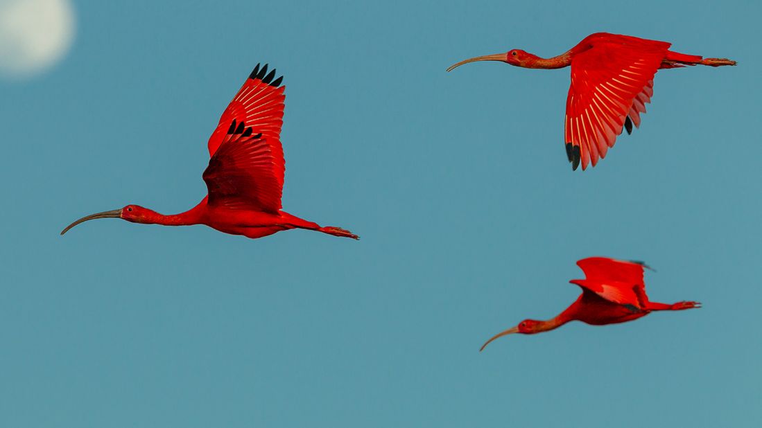 Wildlife photographer Tim Laman has spent three decades photographing birds of every shape and size across six continents. He's crawled through marshes, stood in river deltas, and crouched in camouflaged "blinds" to try to capture the perfect shot. Highlights of his exhilarating career are collected in his new photo book, "Bird Planet," from the striking scarlet ibis (pictured) to dazzling birds-of-paradise. <strong>Look through the gallery to see more of his stunning images. </strong>