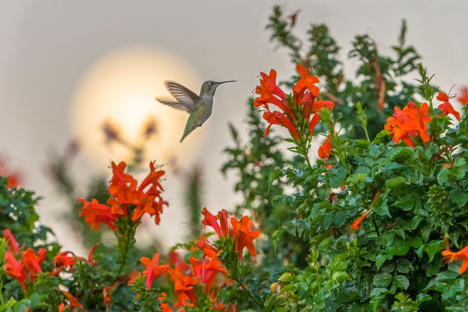 Laman says he often pre-plans and sets up aspects of his shot, like this one of a hummingbird in California. Hummingbirds are territorial, feeding on the same flowers multiple times a day, allowing Laman to choose a spot they frequent, observe them and set up his equipment. "You can kind of pre visualize the shot and think about the background, foreground, lighting and angles," he says. "You can try to almost design a beautiful shot, (and then) wait for the bird to come do his thing." 