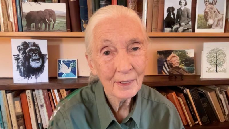 Video: How smart are animals compared to humans? Jane Goodall explains | CNN