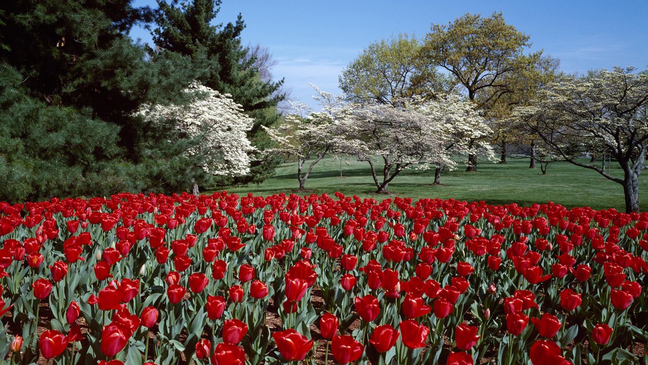 <strong>6. George Washington Memorial Parkway</strong>: Gorgeous spring tulips and dogwoods adorn the parkway in McLean, Virginia. The parkway also runs through parts of the District of Columbia and Maryland.