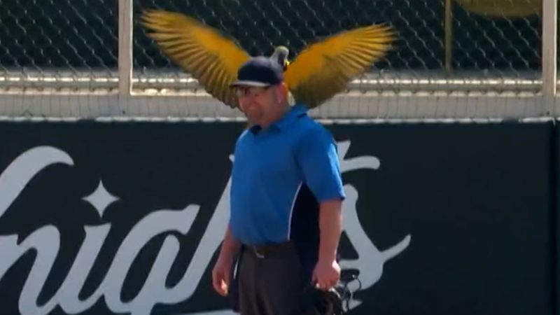 See what happens when parrot lands on ump during game | CNN