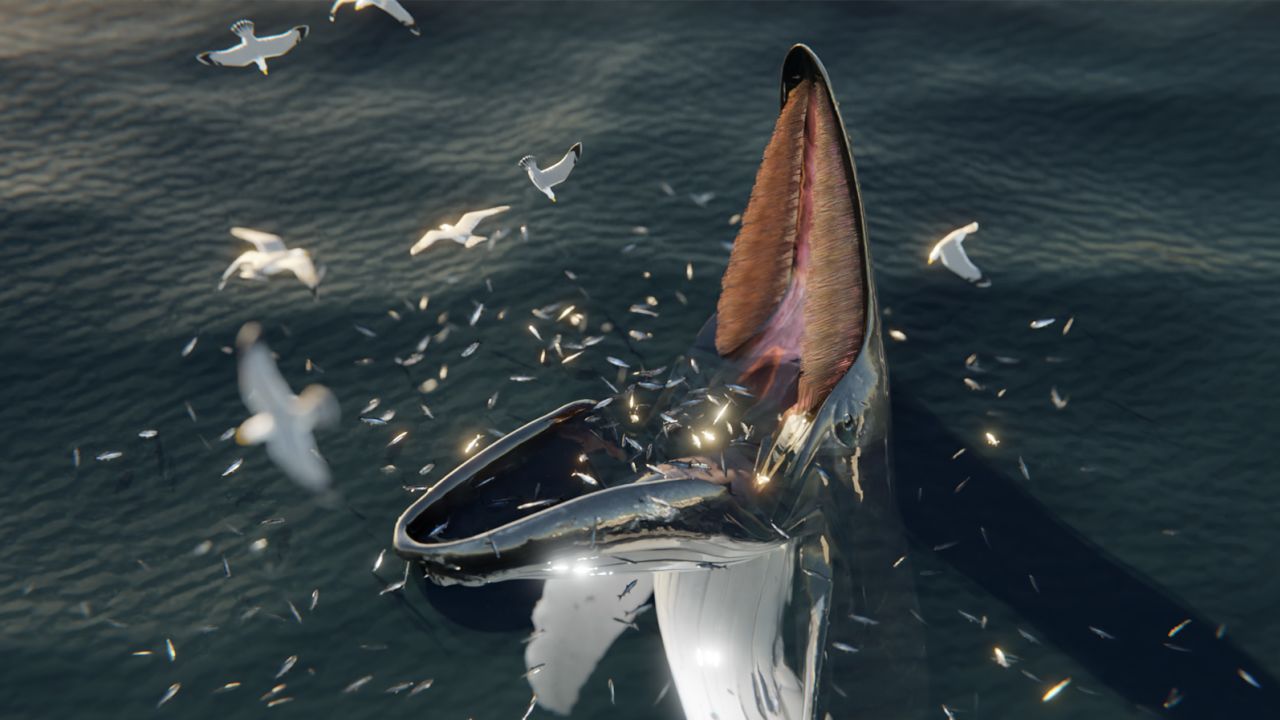Sea monsters? This bizarre whale feeding technique may explain some
