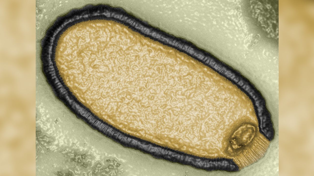 This is a computer-enhanced microphoto of Pithovirus sibericum that was isolated from a 30,000-year-old sample of permafrost in 2014.