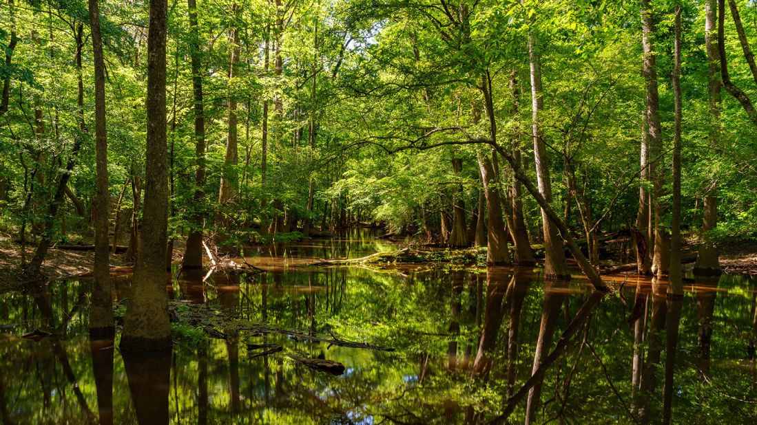 <strong>12. Congaree National Park, South Carolina: </strong>Floodwaters from the Congaree and Wateree rivers regularly cover the park's old-growth bottomland hardwood forest, and the upland pine forest depends on wildfires to clear competing vegetation.