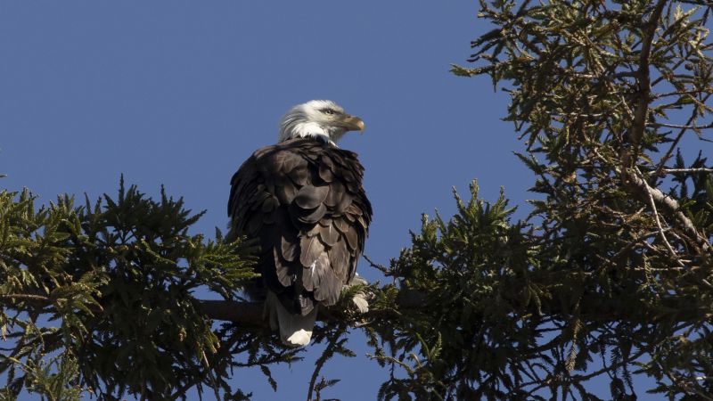 2 men hunted and killed a bald eagle in Nebraska, officials say | CNN