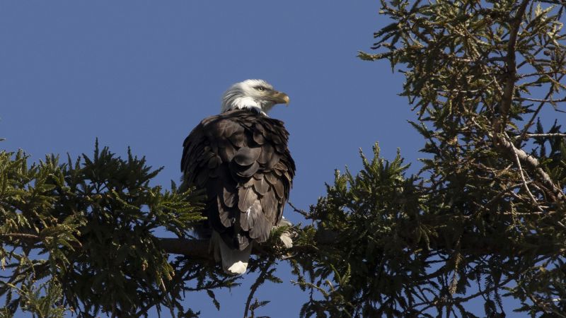 2 men hunted and killed a bald eagle in Nebraska, officials say | CNN 2 men hunted and killed a bald eagle in Nebraska, officials say | CNN