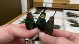 The gold-throated hybrid, center, with its parent species H. branickii (left) and H. gularis (right), in the Field Museum's collections.