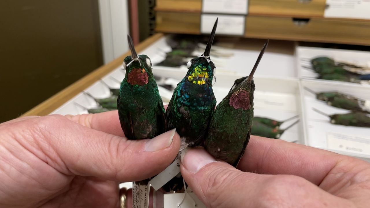 The gold-throated hybrid (center) and its pink-throated parent species Heliodoxa branickii (left) and Heliodoxa gularis, are kept in the Field Museum's collections.