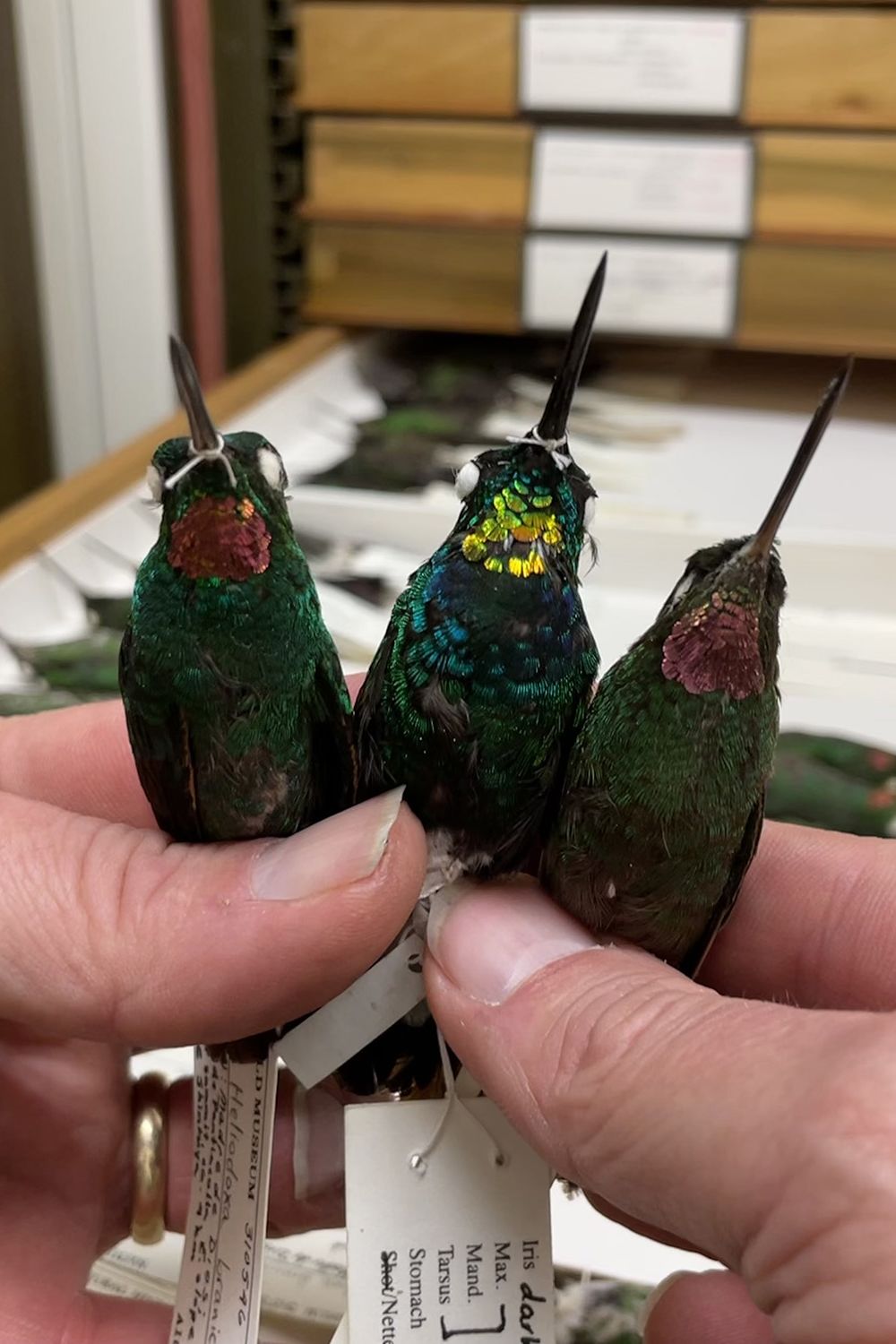 Scientists discover a gold-throated hybrid hummingbird | CNN