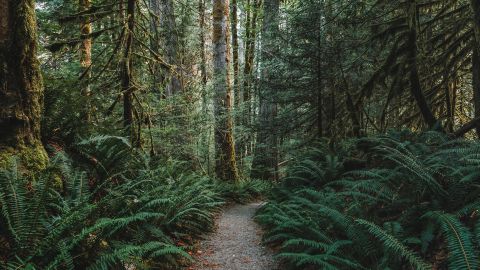 Jejak Cedars mengarah melalui pakis raksasa dan pohon cedar berlumut di Taman Nasional North Cascades.