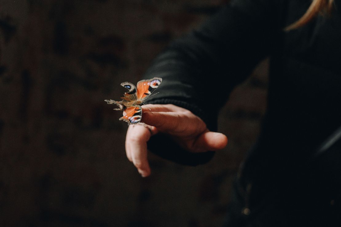 The family said they found a butterfly with burnt wings living in their apartment.